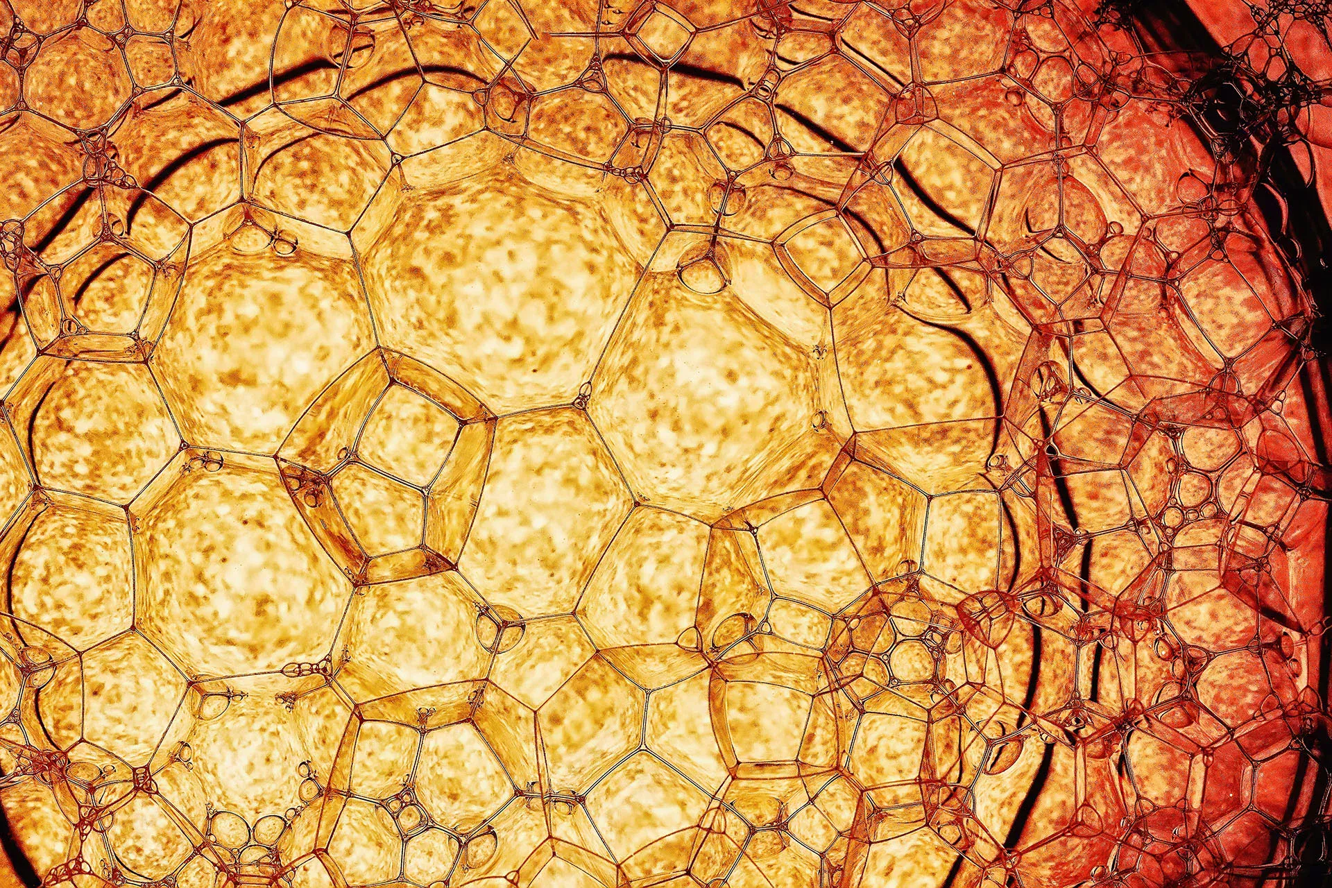 黄色润滑油特写